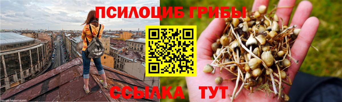 Псилоцибиновые грибы Psilocybine cubensis Россия